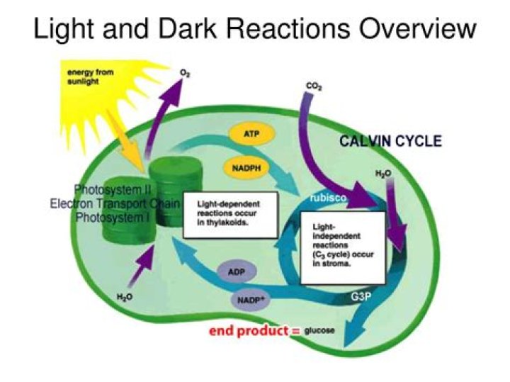 Where do dark reactions occur