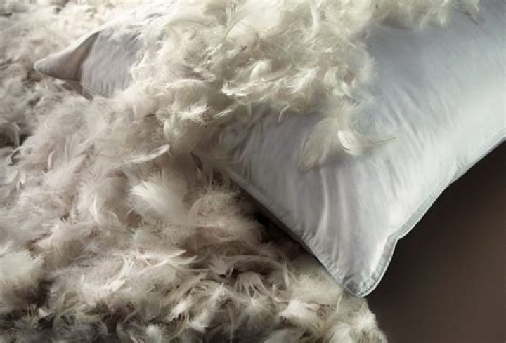 Where do feathers for pillows come from