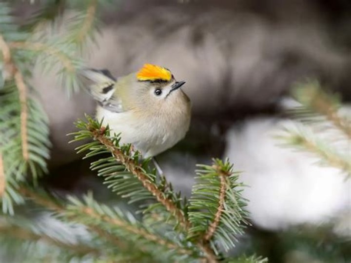 Where do goldcrest birds live