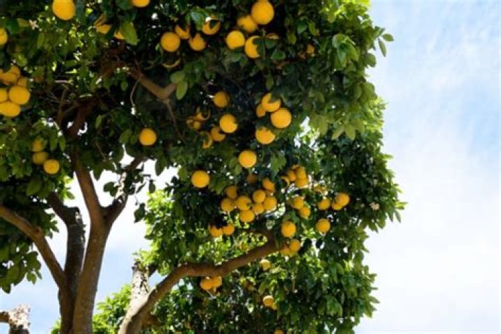 Where do grapefruit grow in Texas
