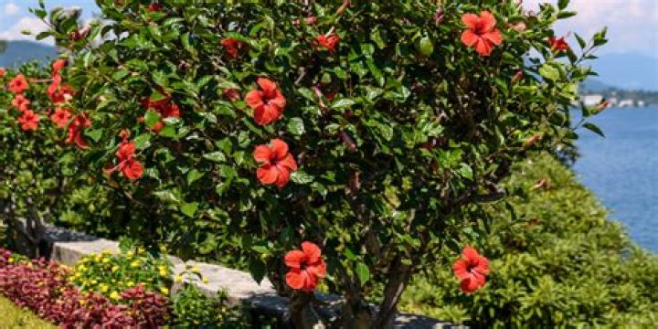 Where do hibiscus grow in Florida
