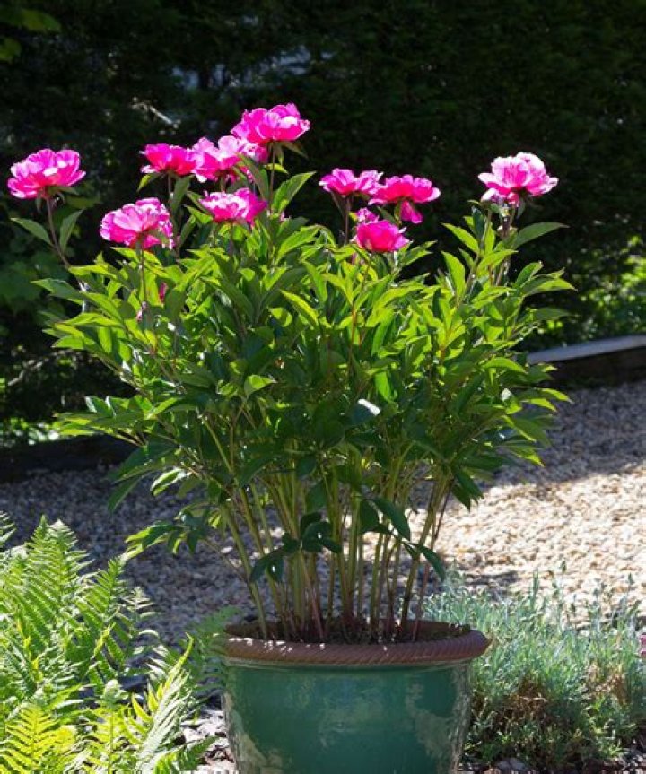 Where do I plant a tree peony