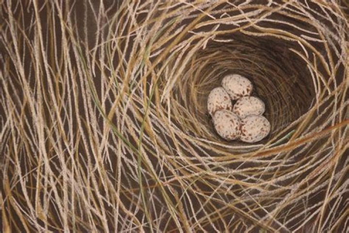 Where do meadowlarks build their nests