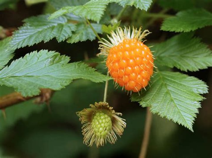 Where do salmon berries come from