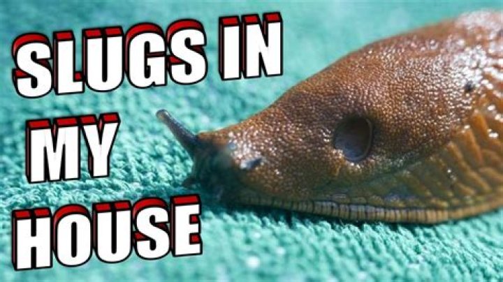 Where do slugs live in houses