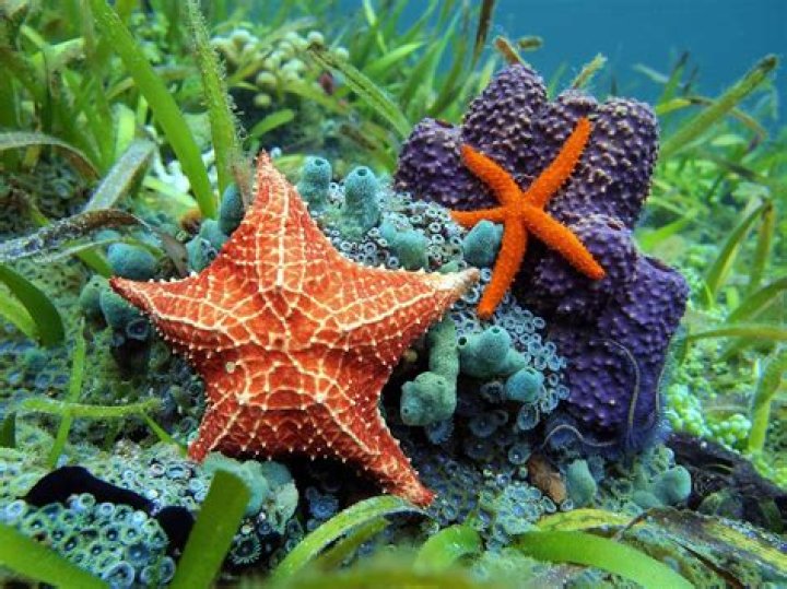 Where do the echinoderms live