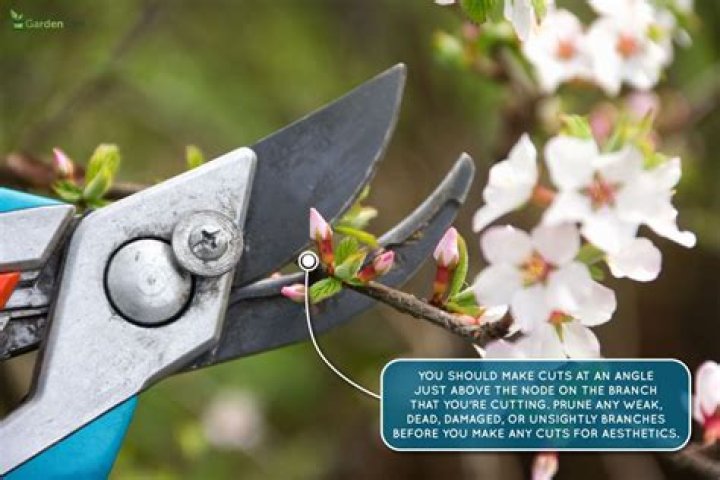 Where do you cut when pruning