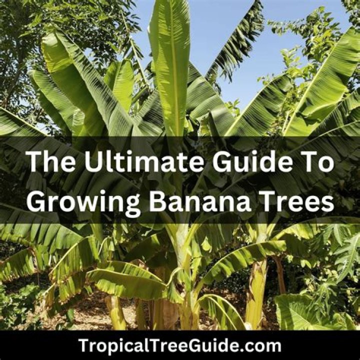 Where does a banana tree live