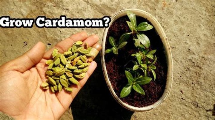 Where does cardamom grow best
