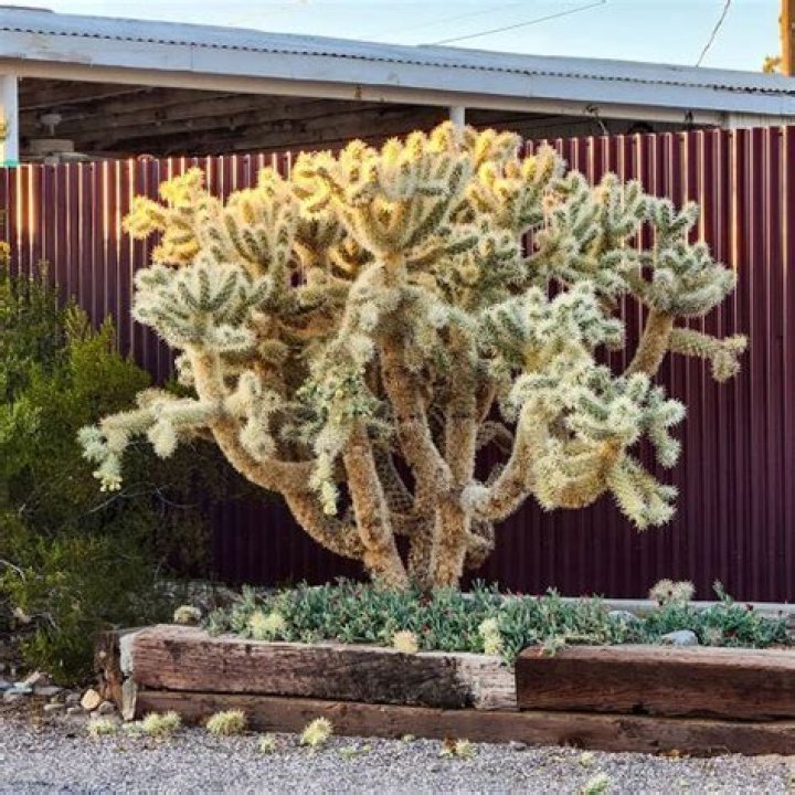 Where does cholla cactus grow