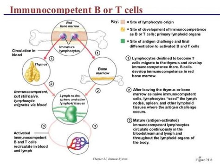 Where does Immunocompetence develop