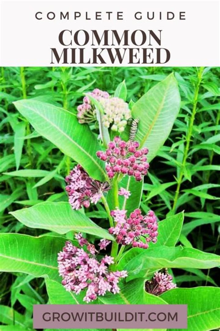 Where does milkweed grow best