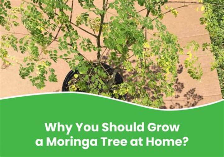 Where does moringa grow in Africa