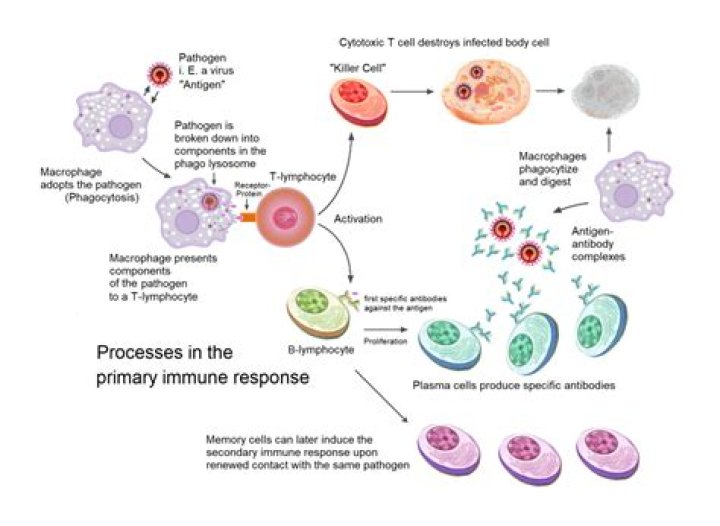 Where does pathogen come from