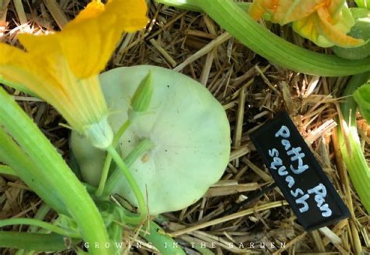 Where does patty pan squash grow