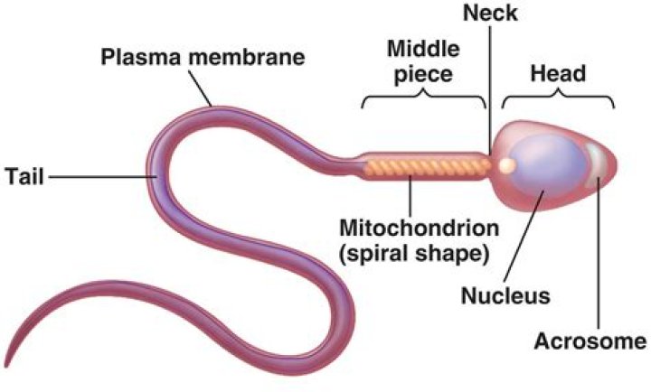 Where does the male deposit sperm