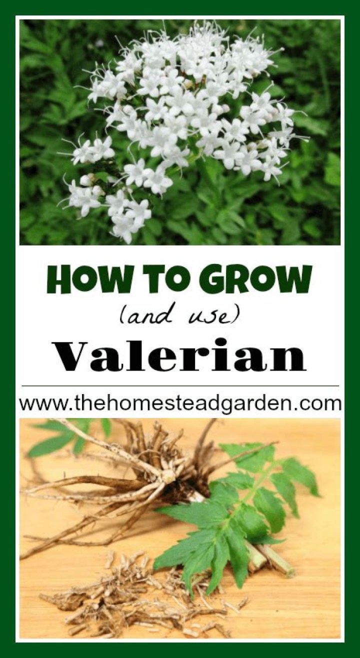 Where does the valerian grow best