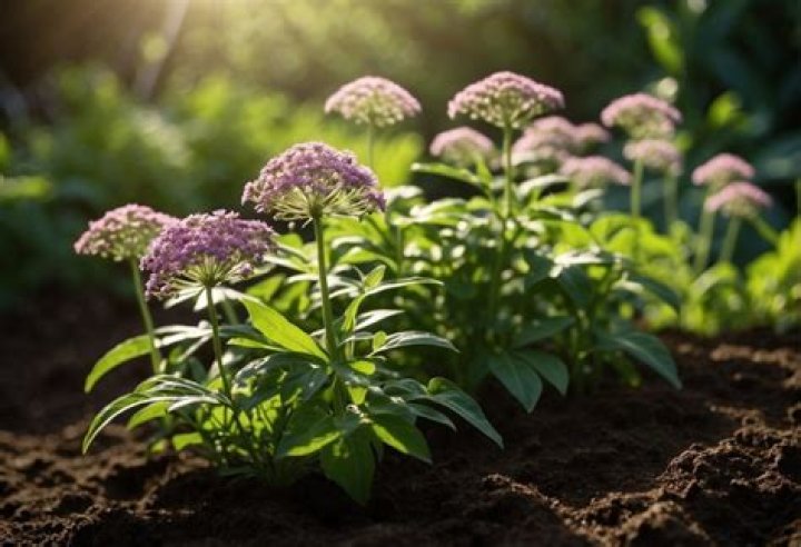 Where does valerian grow best