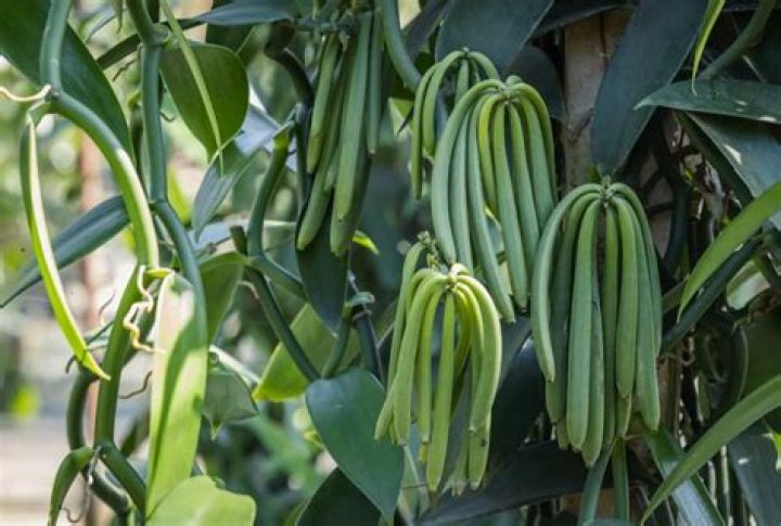 Where does vanilla grow naturally