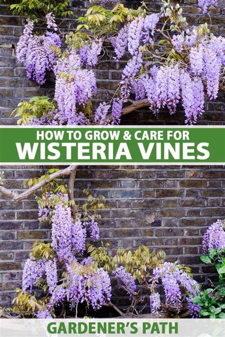Where does wisteria grow best