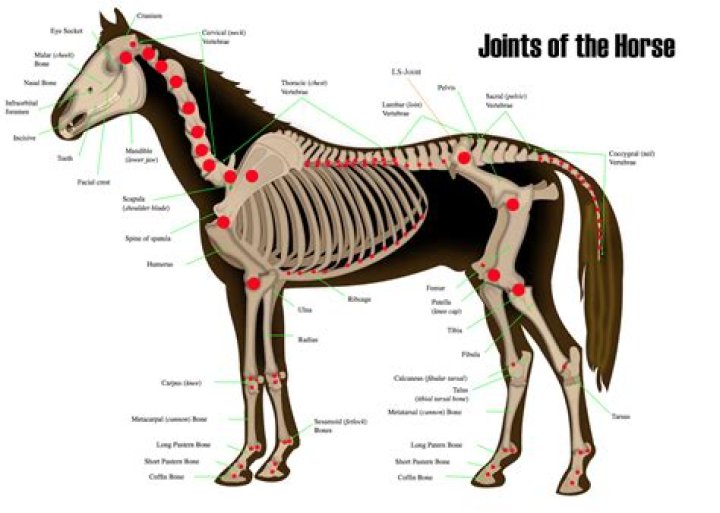 Where is the elbow on a horse