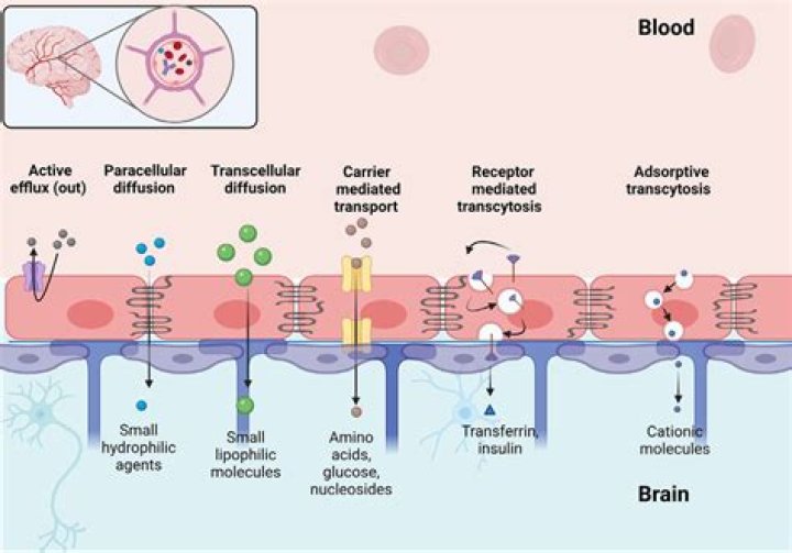 Where is the transferrin receptor