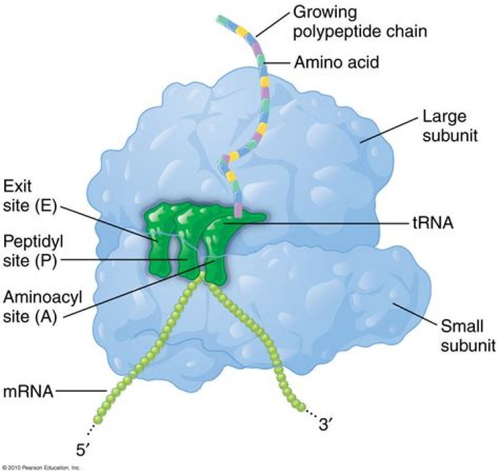 Where is tRNA located in the cell