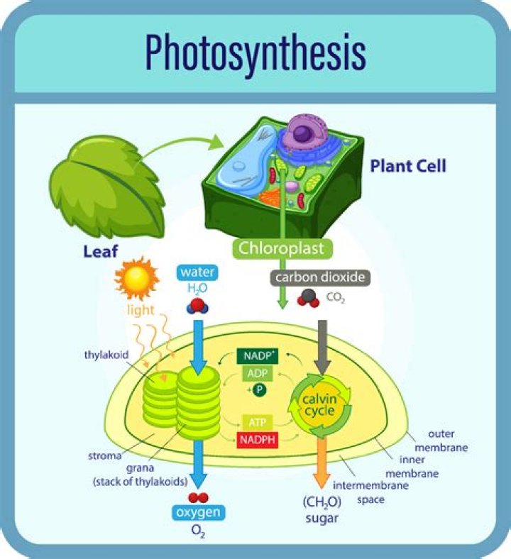 Where photosynthesis is performed