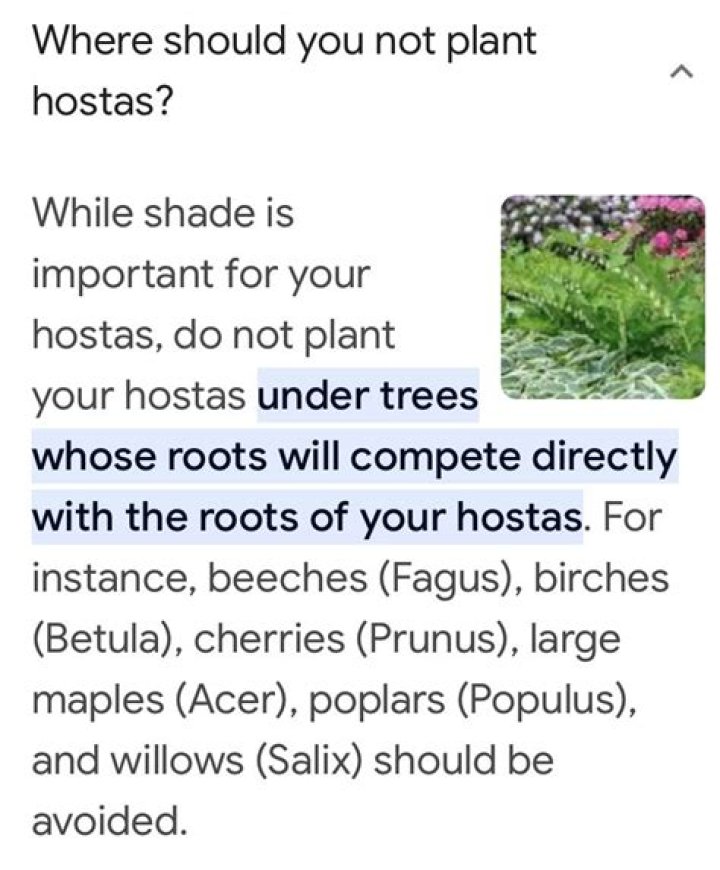 Where should you not plant hostas