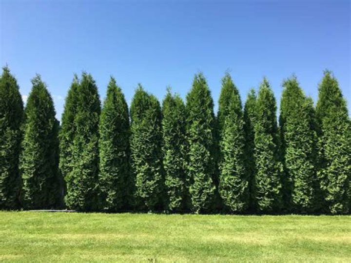 Which arborvitae is best in shade