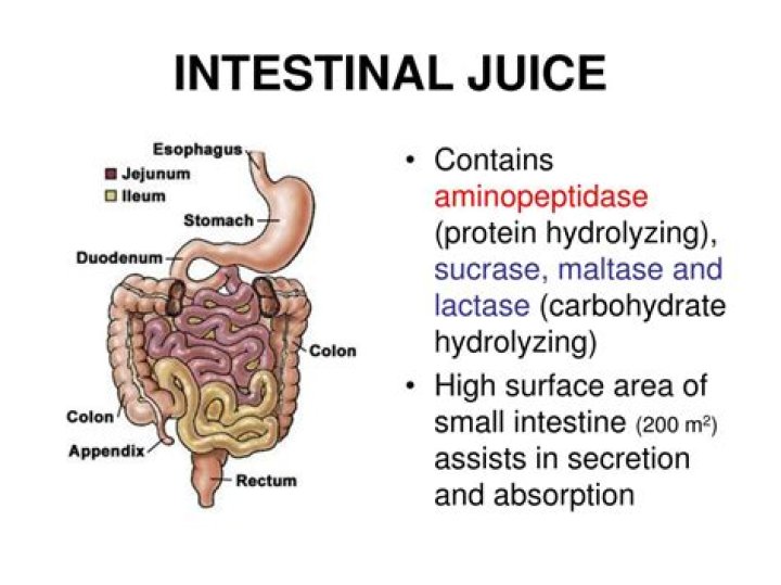 Which are found in intestinal juice