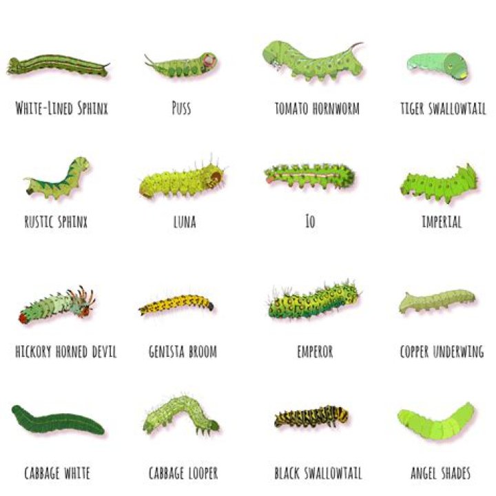 Which caterpillars turn into what