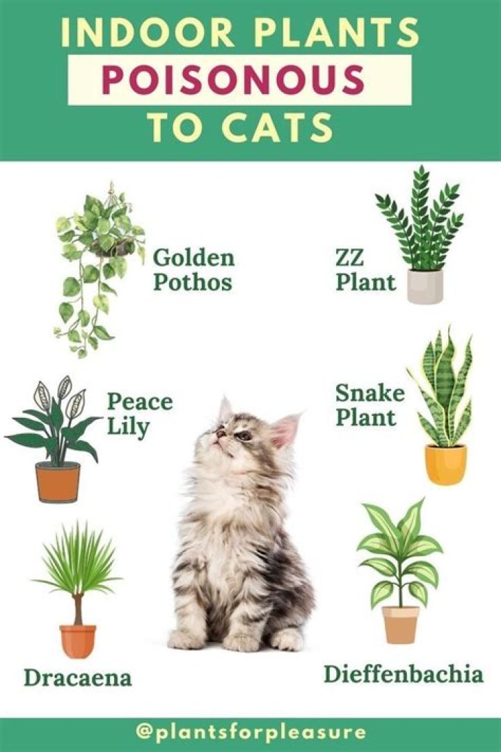 Which indoor plants are toxic to cats