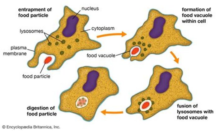 Which of the formed elements are phagocytic