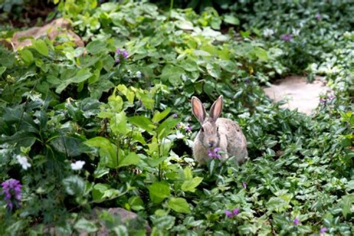 Which plants do rabbits avoid