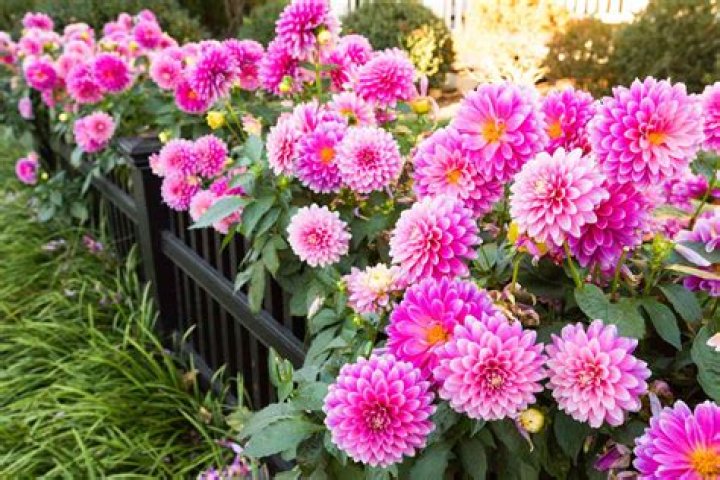 Which plants have big flowers