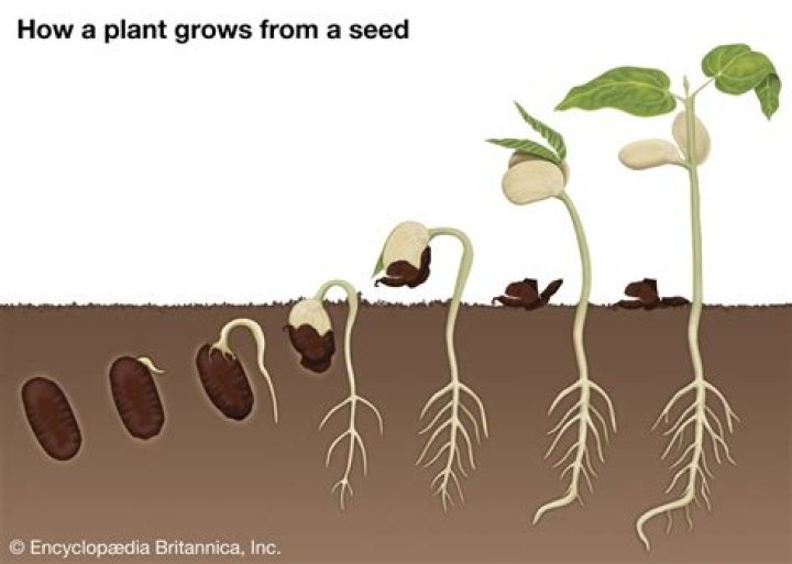 Which seed Cannot be sprouted