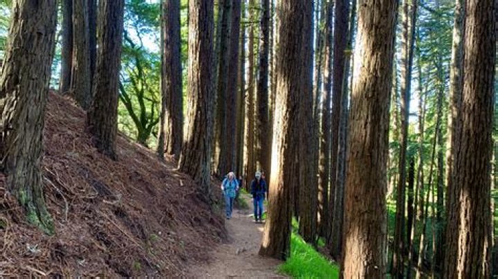 Which trail is best in Muir Woods