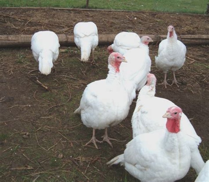 Which turkeys can breed naturally