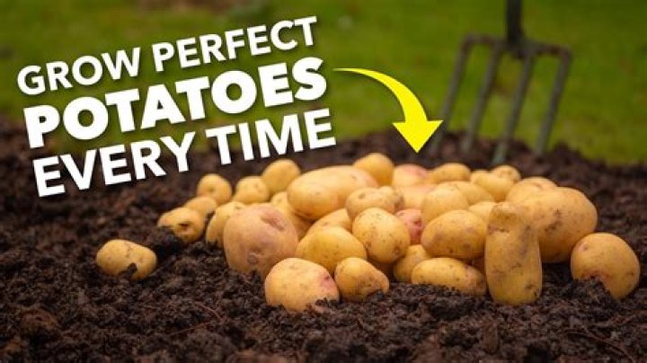 Which type of plant is potato