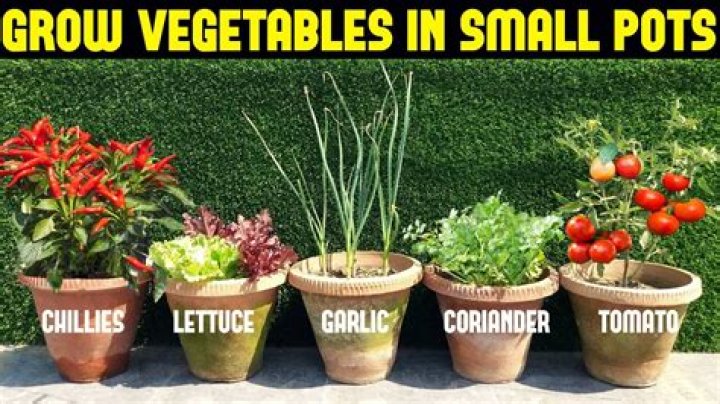 Which vegetables can grow in pots