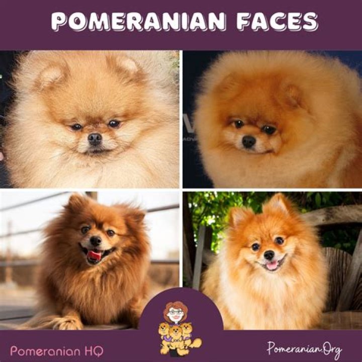 Who is the most famous Pomeranian