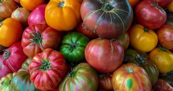 Why are heirloom tomatoes illegal