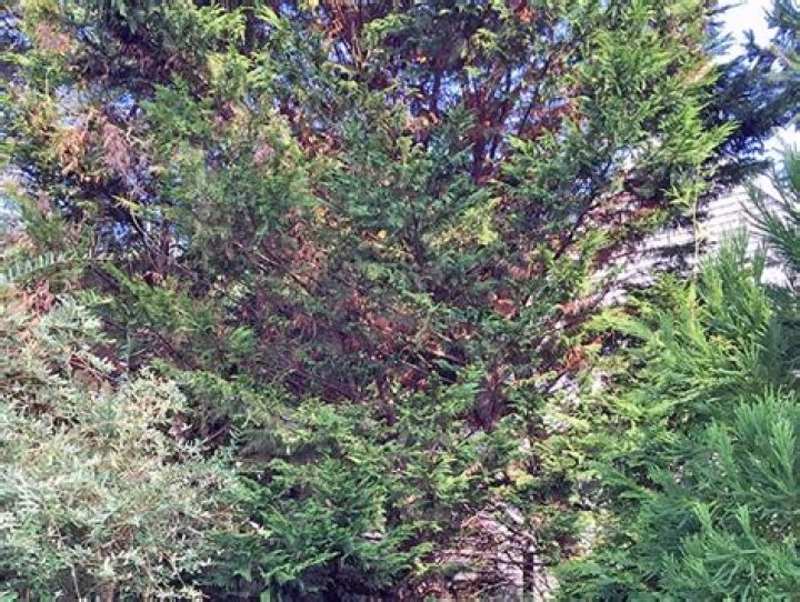 Why are Leyland cypress hated