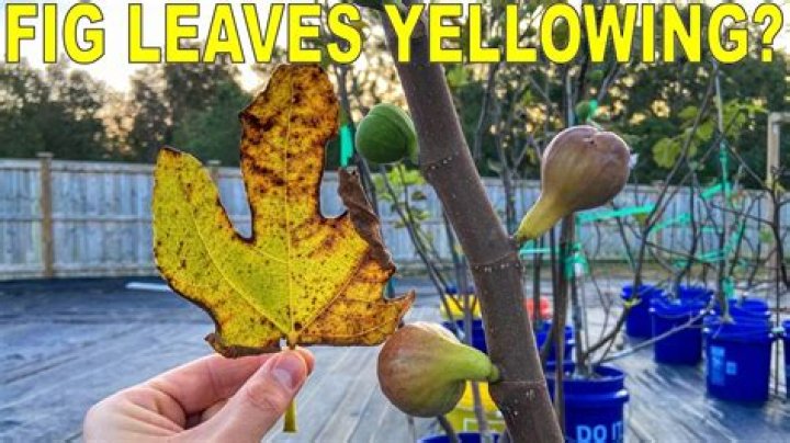 Why are my fig leaves falling off