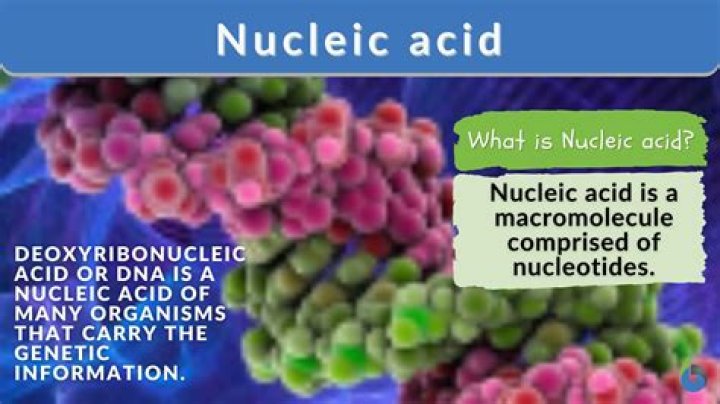 Why are nucleic acids interesting