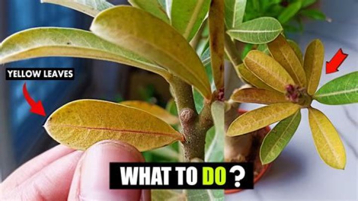 Why do banksia leaves turn yellow