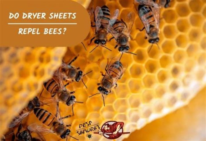 Why do bees hate dryer sheets