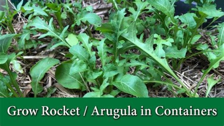 Why do Brits call arugula Rockets