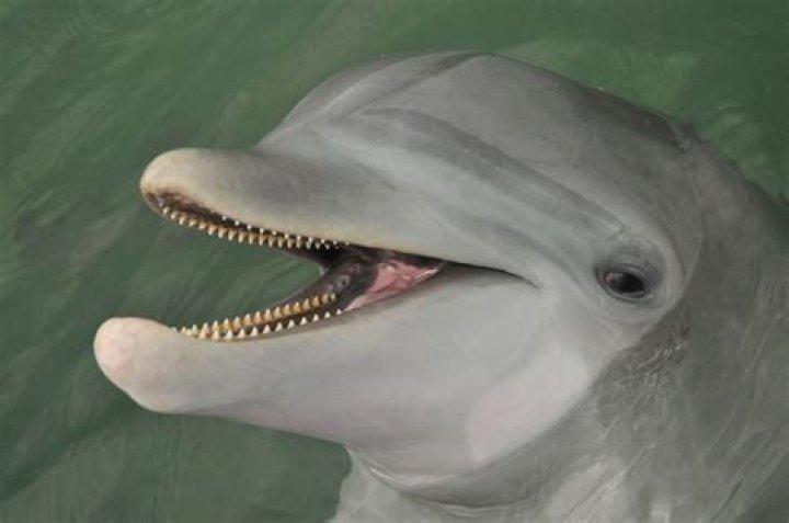 Why do dolphins have pointy teeth